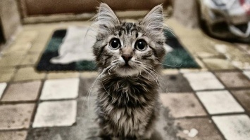 Всемирный день кошек: какие животные ищут дом в Никополе