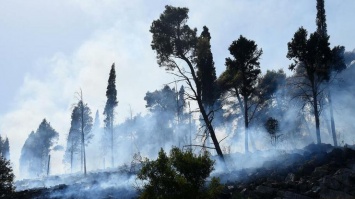 Европа горит: еще две страны охватили лесные пожары (фото)