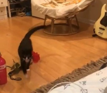 Кот принес хозяйке цветок и стал звездой соцсетей
