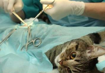 Пожалей кота: одесситам напомнили, где можно стерилизовать бездомных животных