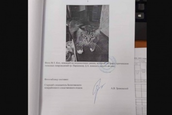 "Пояснить ничего не смог", - в России следователи привлекли в свидетели кота (ФОТО)