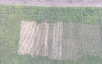 На Херсонщине на поле с кукурузой нашли коноплю