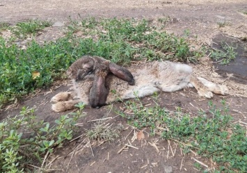 Не могли ходить и тяжело дышали: в посадку под Днепром выкинули зайцев