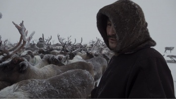 В Красноярском крае неизвестные застрелили десятки северных оленей