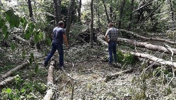 Ураган в Хмельницкой области поломал деревья на 100 гектарах леса