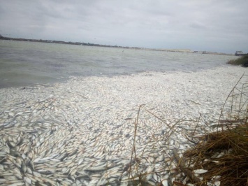 Названы истинные причины массовой гибели рыбы - мнение эксперта