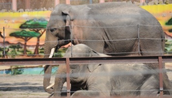 Слонов в Николаевском зоопарке поздравили с «профессиональным праздником»