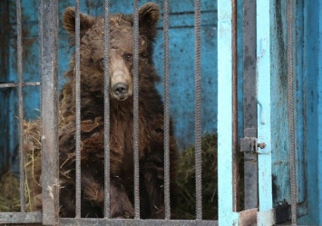 Давно пора: медведей из запорожского зоопарка отправят в Голландию