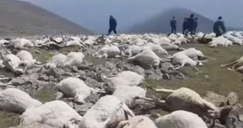 В Грузии молния убила 530 овец