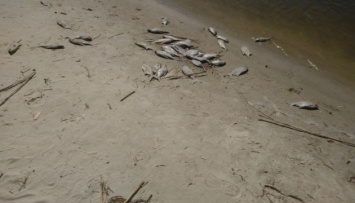 В Днепре возле Черкасс обнаружили пораженную паразитами рыбу