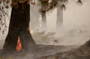 Дым от лесных пожаров способствует распространению COVID-19, - исследование