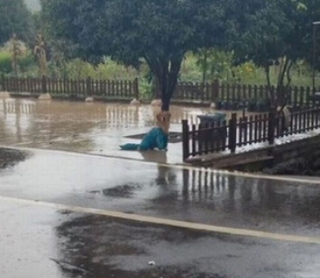 Мужчина забыл пса под дождем: его реакция покорила соцсети