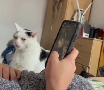 Ревнивый кот обиделся на хозяйку за просмотр других котов