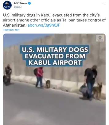 Военные США вывезли на самолете из Афганистана своих служебных собак. Фото