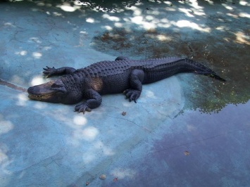 Аллигатор напал на работницу зоопарка в США - ее спасли посетители (ВИДЕО)