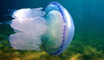 Что нельзя делать, если ужалила медуза на курорте в Запорожской области