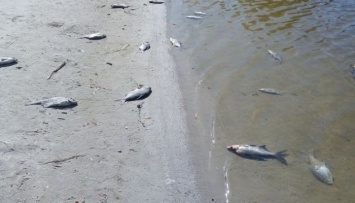 Рыба возле Черкасс погибла из-за заражения глистами