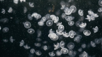 "Ужасное море": на украинском отдыхе засняли кишащую медузами воду