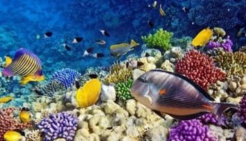 Обнаружен самый большой коралл из когда-либо найденных (ФОТО)
