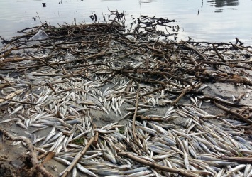 Экологическая катастрофа: одесские экологи обеспокоены массовым мором рыбы