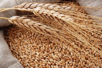 На Херсонщине собрали рекордный урожай зерновых