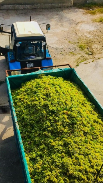 Более 200 тонн винограда уже собрали на винзаводе в Коктебеле