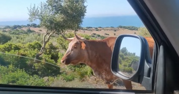 Испанская корова подсказала водителю дорогу (видео)