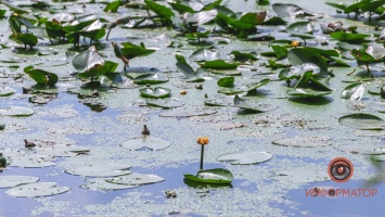 Не кувшинки, а кубышки: в Днепре зацвели редкие водяные растения