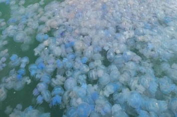 Неизвестные силы засолили Азовское море, - дети тоннами грузят медуз в грузовики