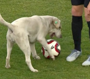 В Шотландии пес-вратарь спас футбольную команду от гола