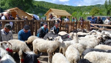 Аграриям начислили дотацию на коз и овец