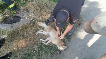 В Кривом Роге спасатели вытащили собаку из коллекторного люка