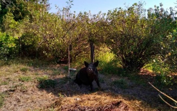 На Херсонщине приусадебные участки дачников «оккупировали» дикие свиньи