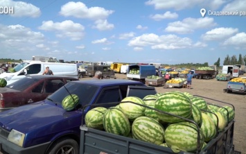 Арбузный кризис: херсонские аграрии продают поля полные бахчевых за 15 тысяч гривен