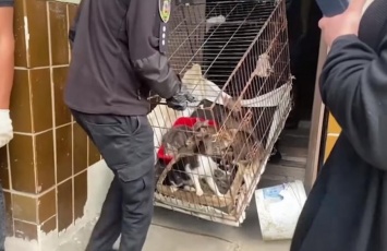 Почти 70 собак и котов удерживала женщина в квартире под Киевом (ФОТО, ВИДЕО)