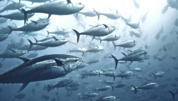 Ученые заявляют, что популяция тунца начинает восстанавливаться