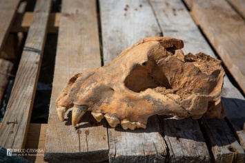 В Крыму нашли череп ископаемой гигантской гиены
