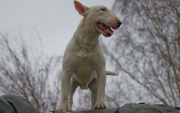 Собака Баскервилей: жители херсонской улицы пишут коллективное заявление в полицию на соседку