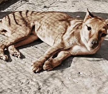 В Сеть попали уникальные цветные кадры с последним тасманийским тигром, вымершим 85 лет назад