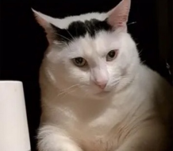 Недовольный кот Бендер прославился в интернете и стал мемом