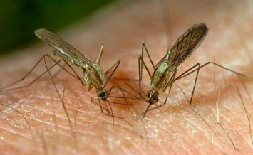 Комары будут атаковать мариупольцев до отопительного сезона