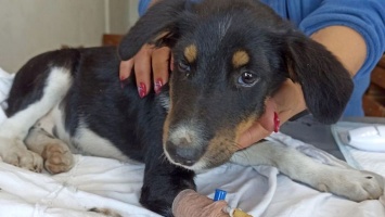 В Никополе собакам грозит собачья смерть: как уберечь питомца от клещей