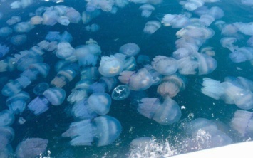 На Россию предлагают подать в суд из-за нашествия медуз в Азовском море