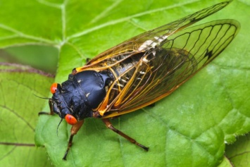 Восточное побережье США оккупировали инвазивные цикады, в 47 округах срочно введен карантин