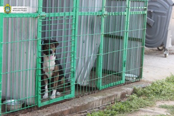 В Херсоне продолжается работа по стерилизации бездомных собак