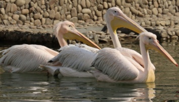 Пеликанов и бакланов выпустили в открытый вольер в Харьковском зоопарке