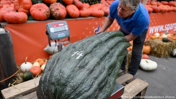 Самый тяжелый овощ Германии весит более 56 кг (фото)