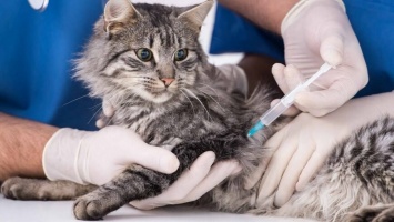 В Мариуполе вакцинируют животных