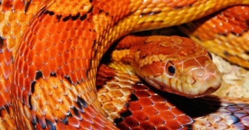 Все змеи на Земле это потомки горстки видов, выживших после астероида, - исследование