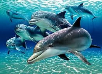 На Фарерах в ходе традиционной охоты убили более 1400 дельфинов